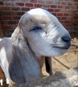 Conoce Lindos Animalitos